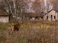 Autumn in the Chornobyl Zone