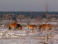 Przewalski Pferde neben dem Dorf Tscherewatsch