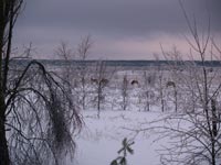 Зимовий ранок біля села Черевач