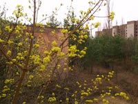 Spring in Pripyat
