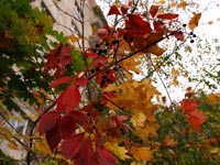 Осінь у Припяті